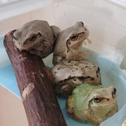 プロフィール背景画像